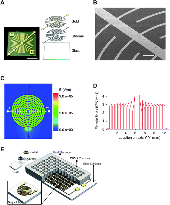 
            Electroporation microchip and electrotransfection procedures. (A) Schematic view of electroporation microchip fabricated by standard MEMS technology. The microchip consists of two juxtaposed chrome and gold layers sputtered on a glass substrate. Scale bar 5 mm. (B) SEM image of electrode. The electrode is 0.3 μm high and 100 μm wide throughout the microchip; inter-electrode distance is 500 μm. Scale bar 500 μm. (C) Simulated electrical field distribution under an applied voltage of 150 V. (D) Cross-sectional distribution of electrical field along line YY' in panel C. (E) Multiple-well electroporation design.