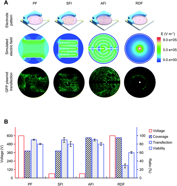 Performance of electroporation microchips. (A) Four types of electroporation microchip and cell electrotransfection. PF, parallel formatted microchip; SFI, square formatted interdigitated microchip; AFI, angular formatted interdigitated microchip; RDF, ring-dot formatted microchip. Electrical field distribution was simulated using the finite element method and FEA software. Cell transfection was assessed by GFP expression under fluorescence microscopy. (B) Electrotransfection performance of the microchips. Twenty-four hours after electroporation, the number of GFP-expressing cells was counted at five randomly chosen regions; the number of living cells was determined by PI exclusion. Voltage and pulse strength were optimized for efficient transfection on each microchip. Coverage, percentage area under electroporation; Transfection, transfection rate estimated by the number of transfected cells against living cells; Viability, viability rate estimated by the number of living cells between treated and untreated samples. Voltage is indicated on the left vertical axis, while the coverage, transfection, and viability rate are indicated on the right vertical axis.