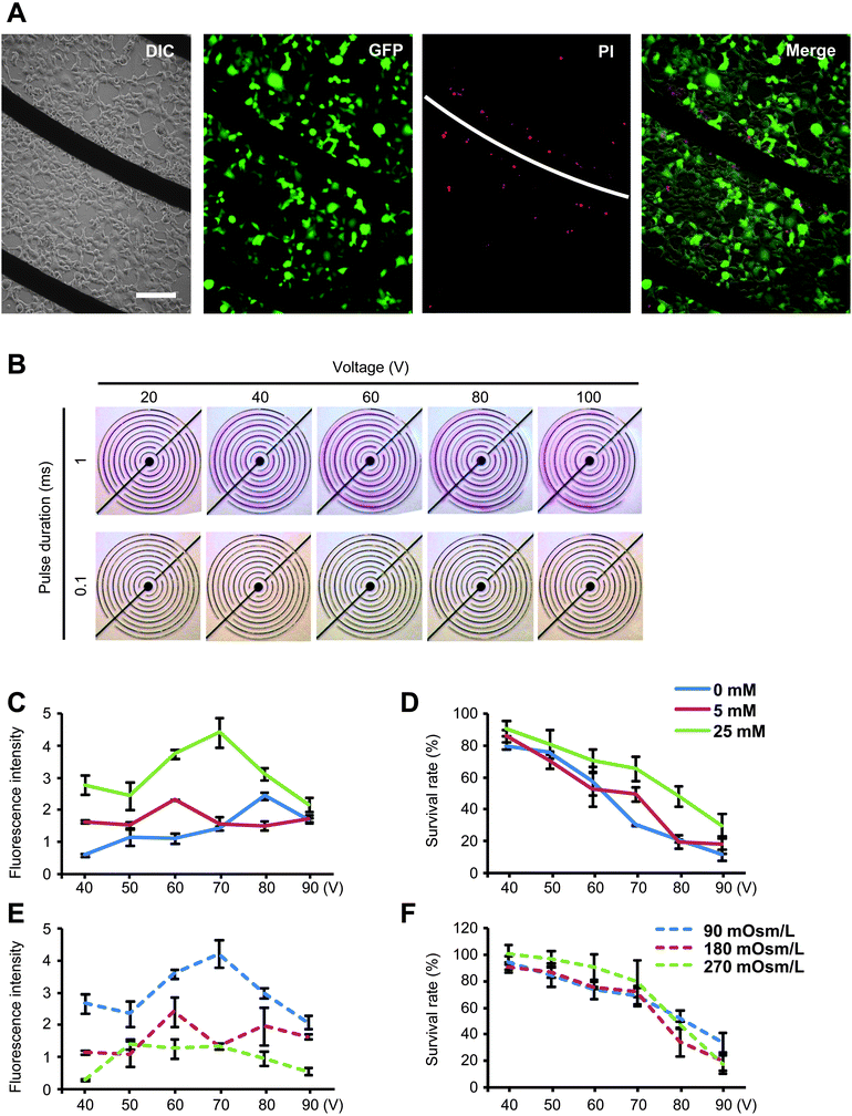 Effects of electroporation parameters. (A) Fluorescent and differential interference contrast image of electroporated cells. (B) Using phenolphthalein as an indicator, pH variations in chip electroporation were visualized under different conditions. Cell viability was therefore examined in terms of pulsing duration, strength and buffer pH value. (C, D) Graphic representation of cell transfection and viability as a function of buffer ionic strength. Buffer ionic strength was adjusted with KCl, and inositol was added to keep the buffer osmolarity unchanged between samples. (E, F) Graphic representation of cell transfection and viability as a function of buffer osmolarity. Buffer osmolarity was adjusted with inositol.