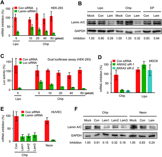 Electrotransfection of synthetic siRNA mediates potent gene silencing. (A, B) Lamin A/C siRNA of varying concentrations was electroporated into HEK-293 cells by chip electrotransfection, in which two square pulses of 70 V and 0.1 ms duration were applied. The expression of Lamin A/C was quantified at the mRNA (A) and protein levels (B). As controls, Lipofectamine 2000 transfection was included in the mRNA assay, and Multiporator electrotransfection was included in the protein assay. (C) Co-transfection of a luciferase-expressing vector and a luciferase-targeting siRNA into HEK-293 cells was carried out by chip electrotransfection and Lipofectamine transfection. The resulting gene silencing was quantified by dual-luciferase assay. (D) Two ANXA2 siRNAs were delivered into MDCK cells by chip electrotransfection and Lipofectamine transfection. For chip electrotransfection, three pulses of 150 V and 0.6 ms at an interval of 2 ms were applied. Gene expression level was quantified by RT-PCR. (E, F) Lamin A/C siRNA was electroporated into primary HUVECs by chip and Neon electrotransfection. Electroporation conditions are: Con, pulse strength 125 V and duration 0.1 ms; Lam1, 125 V, 0.1 ms; Lam2, 150 V, 0.1 ms; Lam3, 150 V, 0.2 ms; Neon, 1350 V, 30ms. Quantitative assays were performed at the mRNA (E) and protein levels (F).