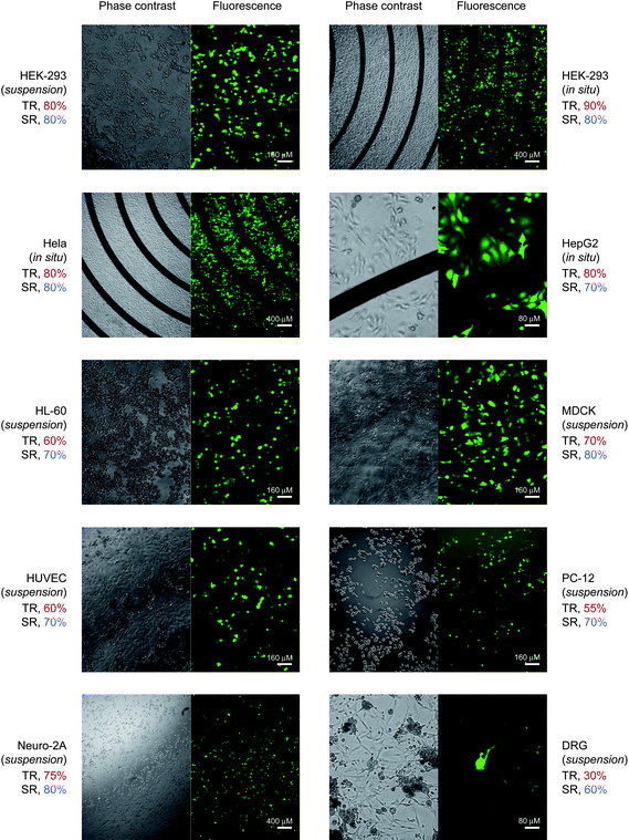Universal gene delivery platform. pEGFP plasmid was electroporated into cultured and primary cells. TR, transfection rate; SR, survival rate. Individually optimized electroporation conditions for each cell type: suspension HEK-293 cells, pulse strength 75 V, duration 0.2 ms; adherent HEK-293 cells, 70 V, 0.1 ms; Hela cells, 60V, 0.1 ms; HepG2 cells, 60 V, 0.4 ms; HL-60 cells, 100 V, 0.2 ms; MDCK cells, 150 V, 0.6 ms; HUVECs, 75 V, 0.1 ms; PC-12 cells, 80 V, 0.1 ms; Neuro-2A cells, 80 V, 0.1 ms; DRG neurons, 80 V, 0.1 ms. Three pulses at an interval of 2 s were delivered in electroporation.