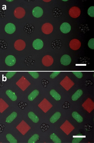 
            Cell–nanobead–protein micropattern complex, bars are 100 μm.