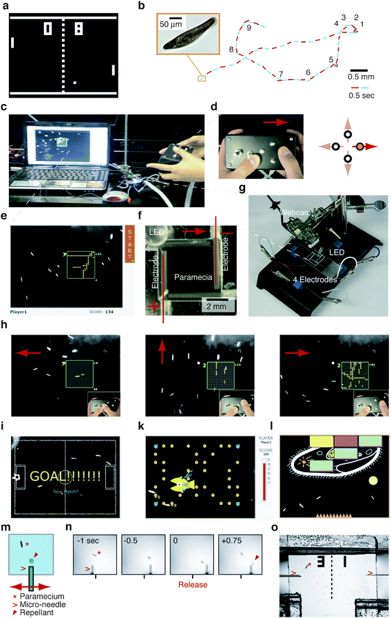 Biotic action games that are inspired by classic video games can be realized by controlling single-celled paramecia via electric fields or chemicals (see also ESI movies 1 and 2): (a) Example of classic video game (PONG) where human players control virtual objects on a screen. (b) Paramecium (left inset) and its typical run-and-tumble track with frequent changes in swimming direction (#1–9). (c–g) Biotic game console: (c) overview; (d) hand held game controller for steering paramecia; (e) live image of paramecia streamed to computer screen with virtual game environment superimposed; (f) fluid chamber containing paramecia; (g) ‘biotic processor’ consisting of webcam, electrodes, connection to game controller, and fluid chamber. (h) Example sequence of game ‘Enlightenment’ demonstrating paramecia responses to the human player's actions. (i–l) Screenshots of other games using same set-up: (i) ‘Ciliaball’, where paramecia kick a ball into one of two goals. (k) ‘PAC-mecium’, where paramecia forage for yeast but have to escape a hunting zebrafish larvae. (l) ‘Microbash’ where paramecia destroy bricks to free the schematic drawing of a paramecium. (m) Alternate game mechanism where human player can influence paramecia by releasing chemicals from a micro-needle; player controls vertical position of needle also. (n) Example sequence of the game ‘Biotic Pinball’ (inspired by pinball) showing the successfully induced reversal of paramecium swimming direction after re-positioning the micro-needle and releasing a chemical repellant. (o) Two player version ‘POND PONG’ inspired by the classic video game ‘PONG’ (see a), where paramecia enter from below and two players aim to repel the paramecia with chemicals released from their respective needles towards the others player's side.