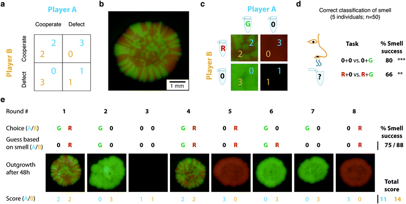 The multi-cellular game ‘The Prisoner's Smellemma’ utilizes colored yeast to integrate the olfactory senses into play: (a) Pay-off matrix of Prisoner's Dilemma. (b) Yeast colony grown from a mixture of two yeast strains expressing red (RFP) or green (GFP) fluorescent protein, respectively. (c) Game setup illustrating the two tubes each player has: One tube containing one of the colored yeast strains diluted into buffer, the other tube with buffer only; pay-off matrix as determined after mixing samples from each player and outgrowth over 48 h (compare to a). (d) Olfactory classification success for players on whether opponent has cooperated or defected depending on players own actions, i.e., (0 vs. 0 + G) or (R + 0 vs. R + G) if player defected or cooperated himself, respectively. (e) Example game played over eight rounds displaying the choices each player made, the guesses about the opponents actions based on the perceived smell, the results after colony outgrowth, and eventually the score.