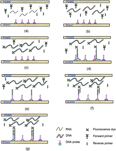 The concept of on-chip solid-phase PCR for rapid AIV detection. (a) The viral RNA and RT-PCR mixture is pumped into the chamber. (b) The RNA is reverse transcribed to cDNA in the liquid. (c) cDNA is amplified with freely moving PCR primers. (d) The newly amplified PCR amplicons in the liquid phase interact with the nested probes immobilized on the solid support. (e) The matched probes are extended by the polymerase. (f) In the next cycle, the forward primers in the liquid phase are annealed to the extended probes. (g) Complementary strands are generated and serve as new templates for the solid-phase amplification. After the reaction, PCR products remain attached to the glass slide through covalent binding and could be directly visualized as the forward primers are labeled with Cy5 dyes.