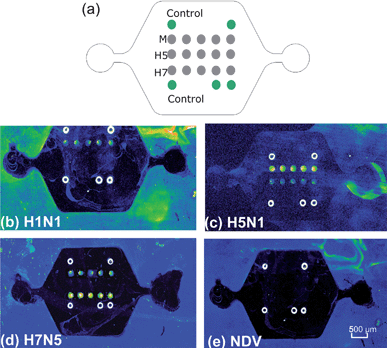 Specificity of on-chip solid-phase PCR. (a) Microarray layout. The DNA probes for M gene and HA genes specific for H5 and H7 are represented as gray circles. Each dot is 150 µm in diameter with a center-to-center distance of 300 µm. Green circles are guiding dots used for orientation. Fluorescent images after 40 cycle amplification of four different viral RNA strains: (b) AIV H1N1, (c) AIV H5N1, (d) AIV H7N5 and (e) Newcastle disease virus (NDV). The strong fluorescence outside of the chip is due to the autofluorescence of PDMS residues.