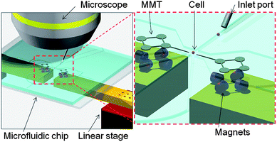 Conceptual overview of the cell manipulation by the MMTs in a microfluidic chip. The MMTs actuated by permanent magnets can conduct the wide range of cell manipulations substituting for the mechanical micromanipulator.