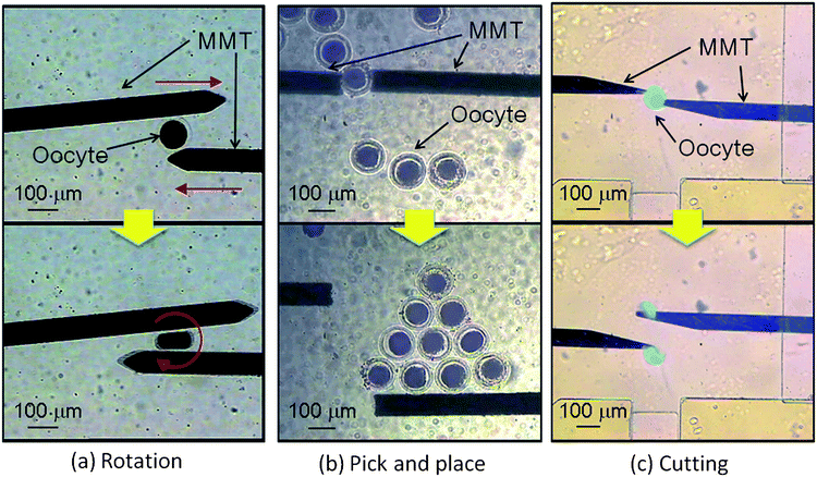 
          Cell manipulations in a microfluidic chip by MMTs. (a) The posture of the oocyte is controlled by MMT. (b) The MMTs pick and place the oocytes to arrange precisely. (c) The stained oocyte is cut into two to remove the nucleus from the oocyte (see ESI). The cost of the microfluidic chip and MMT is inexpensive and therefore they are disposed after the experiments to maintain a clean condition without washing.