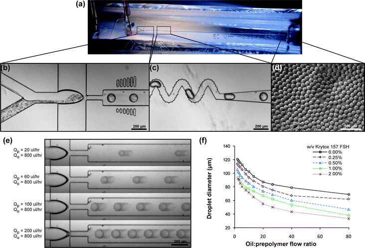 Microencapsulation device. (a) Overview of device showing two aqueous input streams (red and blue) dispersed by shear flow from an oil stream into droplets that mix (purple) and travel down the UV-exposure channel. (b) Prepolymer (2× concentrated) and a cell suspension meet and flow into a 60 μm droplet generating nozzle. Vertical columns on either side of the channel provide visual references (50–100 μm below, 100–150 μm above) for real-time adjustment of the droplet size. See ESI for a movie. (c) Droplets pass through a bumpy serpentine mixer section to thoroughly disperse cells in prepolymer and are then polymerized by UV irradiation from a curing lamp. (d) Microtissues collected from the device (6000 min−1) are spherical and monodisperse. (e) Microtissue size is controlled by the relative flow rates of the combined aqueous phase (QP) and the continuous oil phase (QO), and increases with prepolymer : oil flow ratio. (f) Adding small amounts of Krytox 157 FSH fluorosurfactant into the oil decreased droplet diameter at all flow ratios, allowing higher prepolymer flow rates for a given microtissue size.