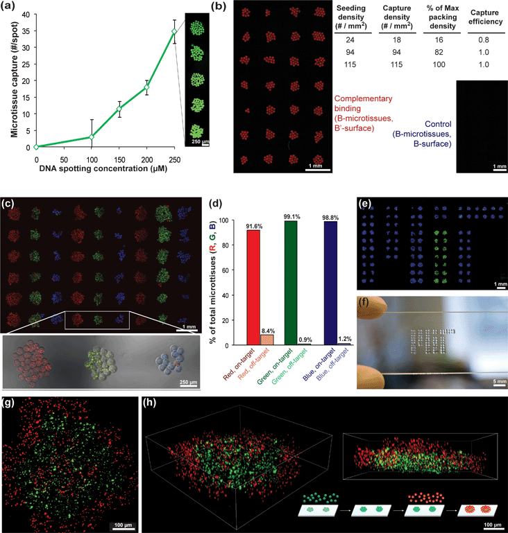 Capture efficiency and specificity of DNA-directed microtissue assembly. (a) The number of DNA-functionalized microtissues containing fluorescent beads as markers captured on microarray spots with increasing spotting concentration of complementary oligonucleotide. (b) Quantified assembly results from microtissues seeded over an array of complementary spots at low, medium (shown on the left), and high (close-packed) % surface coverage. Control arrays of non-complementary spots remained blank. (c) Three-color (RGB) microtissue assembly using a set of orthogonal oligonucleotide sequences: B (red), C (green), and D (blue). Microtissues contain encapsulated marker beads. (d) Quantified percentages of microtissues on target spots (1 column) vs. off-target spots (2 columns). (e) MIT logo assembled in microtissues of C (green) and D (blue), and (f) photograph of templating slide illustrating scale of assembled microtissue patterns. (g) Maximum intensity projection and (h) volume reconstructions from multi-photon scans of the 3D microtissue structure formed by templating a first layer of microtissues (B, green) and then assembling a second layer of complementary microtissues (B′, red).