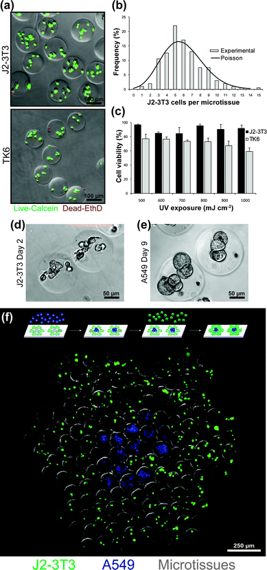 
            Cell encapsulation and microtissue culture. (a) Rat fibroblast (J2-3T3) and human lymphoblast (TK6) cell lines uniformly encapsulated within microtissues and stained for viability. (b) Histogram of J2-3T3 distribution within microtissues and comparison to optimal Poisson statistics. (c) Viability of J2-3T3 and TK6 cells three hours post-encapsulation at increasing UV overexposure past the minimum intensity required to fully polymerize microtissues. (d) J2-3T3 cells attached and spread within microtissues decorated with RGDS peptides. (e) Human lung adenocarcinoma (A549) cells aggregated to form multicellular tumor spheroids within microtissues. (f) Microtissues encapsulating either J2-3T3 (CellTracker Green) or A549 cells (CellTracker Blue) were self-assembled into composite hexagonal clusters.