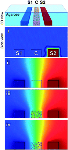 Schematic of a microfluidic device for studying chemotaxis. Cells (C), and chemokines (S1 and S2) are introduced in separate channels. Red and blue correspond to theoretical maximum and minimum concentrations, respectively. Chemokines are added to S1 (i) to establish a concentration gradient (ii), then cells are added (iii). Within minutes a concentration gradient is established across cells (iv). Figure reprinted with permission from Haessler et al.3