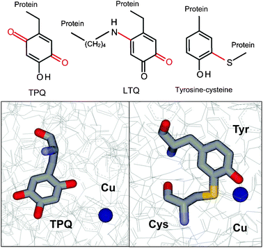 Cofactors derived from posttranslational modification of tyrosine residues. (top panel) Structures are shown of topaquinone (TPQ), lysine tyrosylquinone (LTQ) and the tyrosine–cysteine cofactor with the posttranslational modifications colored red. (bottom panel) The structures of the TPQ cofactor in A. globiformis amine oxidase (PDB entry 1ivx) and the cysteine–tyrosine cofactor in galactose oxidase from Dactylium dendroides (PDB entry 1gog) are displayed as sticks colored gray for carbon, red for oxygen, blue for nitrogen and yellow for sulfur. The copper which interacts with each cofactor is displayed as a dark blue sphere.