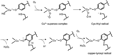 Proposed mechanism for biosynthesis of the tyrosine–cysteine cofactor in galactose oxidase.