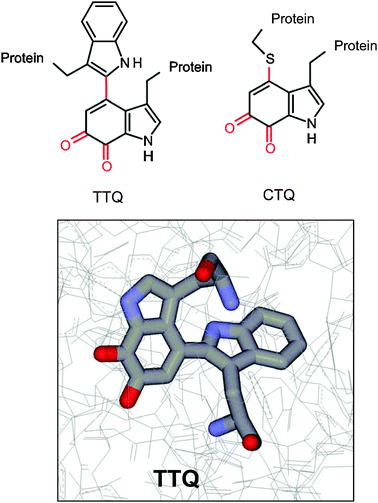 Cofactors derived from posttranslational modification of tryptophan residues. (top panel) Structures are shown of tryptophan tryptophylquinone (TTQ) and cysteine tryptophylquinone (CTQ) with the posttranslational modifications colored red. (bottom panel) The structure of the TTQ cofactor in P. denitrificans methylamine dehydrogenase (PDB entry 2bbk) is displayed as sticks colored gray for carbon, red for oxygen and blue for nitrogen.
