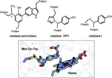Posttranslationally modified amino acid residues at heme sites of enzymes. (top panel) Structures are shown of three sets of amino acid residues at the heme sites of their respective enzymes which possess posttranslational modifications (colored in red) that are required for the enzymatic activity. (bottom panel) The structure of the heme site of KatG from M. tuberculosis (PDB entry 1sj2) with residues Met255, Tyr229 and Trp107 and the nearby heme displayed as sticks colored gray for carbon, red for oxygen, blue for nitrogen, yellow for sulfur and dark red for iron.