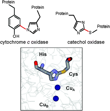 Posttranslationally modified amino acid residues that provide ligands for copper. (top panel) Structures are shown of two sets of amino acid residues at the copper sites of their respective enzymes which possess posttranslational modifications (colored in red) that are required for the enzymatic activity. (bottom panel) The structure of modified site of catechol oxidase from sweet potato (PDB entry 1bt3) is shown with the cross-linked amino acid residues Cys92 and His109 displayed as sticks colored gray for carbon, red for oxygen, blue for nitrogen and yellow for sulfur. The coppers of the dinuclear copper center are displayed as dark blue spheres.