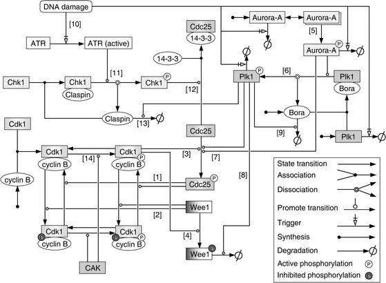 A schematic representation showing the biochemical interactions of individual molecular species in the computational model. The standard Systems Biology Graphical Notation (SBGN) is used for ease of interpretation. The model involves the cyclin B/Cdk1-Cdc25-Wee1 network, its upstream regulators Aurora-A and Plk1, and signaling pathways related to G2/M checkpoint arrest and recovery. Note: Aurora-A can directly phosphorylate Plk1 without Bora but with a very low reaction rate, which is not shown here for concision.