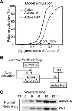 Aurora-A and Plk1 activation during normal mitotic entry. (A) Dose-response curves revealing the influence of different amount of Aurora-A to its own activation and to the activation of Plk1. (B) The auto-activation of Aurora-A forms a positive feedback loop. (C) Hela cells were synchronized and samples were collected at the indicated times and processed for immunoblot analysis with antibodies to Aurora-A and Plk1.