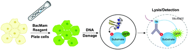 
          Schematic description of the use of TR-FRET to monitor 
          post-translational modifications
           of 
          GFP-p53
          . Live cells are engineered to express a fusion of GFP with p53 using BacMam as a gene delivery tool. Next, cells are treated with a DNA damaging agent to promote p53 post-translational modifications such as phosphorylation at Ser15 or acetylation at Lys382. Following stimulation, cells are lysed in the presence of a modification-specific antibody chemically labeled with a terbium (Tb) chelate. The association between the antibody and the GFP-p53 analyte allows energy transfer to occur between the excited-state donor fluorophore (Tb) and acceptor fluorophore (GFP), leading to an increase in TR-FRET signal.