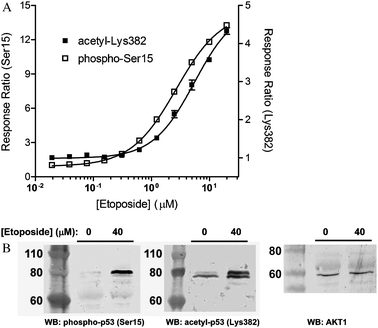 
            Chemical 
            DNA
             damage induces 
            GFP-p53
            
            phosphorylation
             (
            Ser15
            ) and p53 
            acetylation
             (
            Lys382
            ), as measured using TR-FRET. (A) For measurement of p53 phosphorylation at Ser15 and acetylation at Lys382 using TR-FRET, U-2 OS cells were transduced with 1% BacMam GFP-p53. Treatment with serially-diluted etoposide for 18 hours results in a dose-dependent increase in TR-FRET signal for both phosphorylated p53 at Ser15 (□, left axis) and acetylated p53 at Lys382 (■, right axis). Error bars represent the average of at least 4 data points ± S.E. The Response Ratio (y-axis) is generated by dividing the TR-FRET emission ratio of each stimulated sample by the average value of unstimulated samples. Response ratio of the unstimulated sample is therefore 1. This term simply defines the fold change induced by the treatment. (B) Western blot analysis showing etoposide induced GFP-p53 acetylation at Lys382 and phosphorylation at Ser15. Anti-AKT1 blot was used as a loading control.