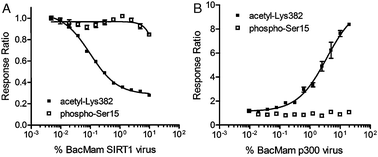 
            Ectopic overexpression of 
            SIRT1
             and p300 enzymes via BacMam results in dose-dependent regulation of 
            GFP-p53
            
            acetylation
            . (A) U-2 OS cells transduced with BacMam GFP-p53 were treated with serially-diluted BacMam SIRT1 virus in the presence of a fixed concentration of etoposide (40 μM), resulting in a dose-dependent decrease in acetyl-GFP-p53 (Lys382) TR-FRET levels. The signal for phosphorylated GFP-p53 (Ser15) was unaffected upon treatment with BacMam SIRT1; (B) U-2 OS cells were transduced with BacMam GFP-p53 as above, and then treated with serially-diluted BacMam p300 virus. The result was a dose-dependent increase in the levels of acetyl-GFP-p53 (Lys382) and no change in TR-FRET signal for phospho-GFP-p53 (Ser15).