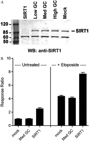 
            Knockdown of 
            SIRT1
             using 
            siRNA
             results in increased 
            acetyl
             GFP-p53 levels. (A) Anti-SIRT1 Western blot analysis following siRNA-mediated knockdown of SIRT1 in U-2 OS cells results in complete depletion of SIRT1 to undetectable levels compared to various control oligos (Low, Med, and High GC). A non-specific band of lower molecular weight is observed, indicating that total protein levels are equivalent in each lane; (B) transfection of SIRT1-specific RNAi duplexes in U-2 OS cells results in potentiated acetyl-GFP-p53 TR-FRET signal compared to untreated cells or upon etoposide treatment. Values represent the average of 3 data points, ±S.E.