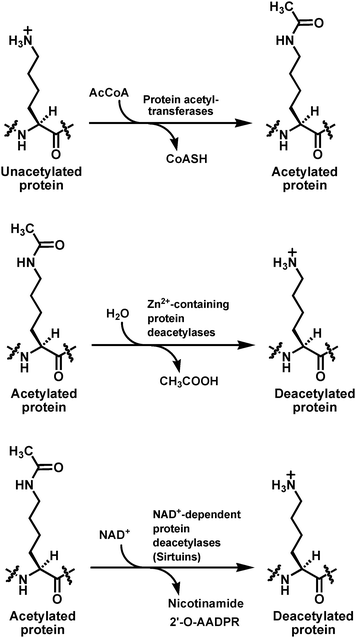 The lysine Nε-acetylation and deacetylation reactions catalyzed respectively by protein acetyltransferases and the two families of the protein deacetylases. AcCoA, acetyl-coenzyme A; CoASH, coenzyme A; NAD+, β-nicotinamide adenine dinucleotide; 2′-O-AADPR, 2′-O-acetyl-ADP-ribose.