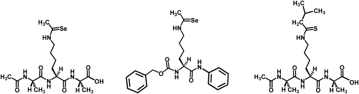 The chemical structures of the selenoacetyl-lysine and the isothiovaleryl-lysine sirtuin inhibitors.