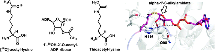 The chemical structures of [18O]-acetyl-lysine and thioacetyl-lysine. [18O]-acetyl-lysine was incorporated into position X in the following histone H3 peptide sequence for the study in ref. 76: H2N-KSTGGXAPRKQCONH2; Thioacetyl-lysine was incorporated into position X in the following p53 peptide sequence for the study in ref. 79: H2N-KKGQSTSRHKXLMFKTEG-COOH. The chemical structure of 1′-18OH-2′-O-acetyl-ADP-ribose and the stick model of the α-1′-S-alkylamidate intermediate trapped in Sir2Tm active site are also shown.