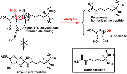 The proposed mechanism for the formation of ADP-ribose and the regeneration of homocitrulline peptide substrate. It is also indicated that the α-1′-O-alkylamidate intermediate analog is unable to be converted to the corresponding bicyclic intermediate. The chemical structure of homocitrulline is shown in the inset.