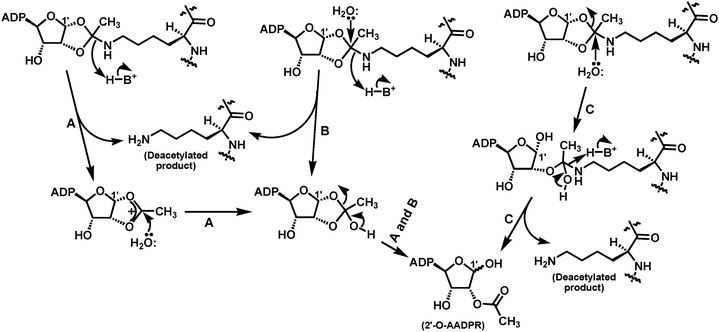 The proposed pathways for the collapse of the bicyclic intermediate in the presence of water to afford the deacetylated product and 2′-O-AADPR.