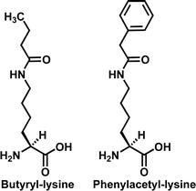 The chemical structures of butyryl-lysine and phenylacetyl-lysine.