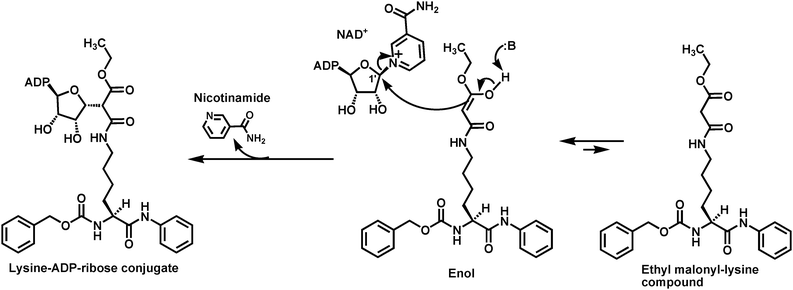 Illustrated formation of the stable lysine-ADP-ribose conjugate from the SIRT1-catalyzed nicotinamide cleavage supported by a small molecule containing ethyl malonyl-lysine.