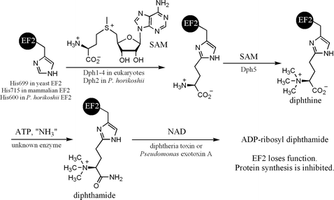 Diphthamide biosynthesis pathway.