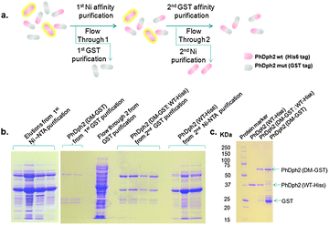Tandem purification to get different PhDph2 dimers. (a) Diagram showing the tandem purification strategy to get different PhDph2 dimers; (b) Tandem purification of PhDph2 dimers: left, elutions from Ni-NTA purification by using different concentrations of imidazole solutions to get PhDph2 (WT-His6) and PhDph2 (DM-GST : WT-His6) mixture; Right, purification of PhDph2 (DM-GST), PhDph2 (DM-GST : WT-His6), and PhDph2 (WT-His6). PhDph2 (WT-His6). (c) Purified PhDph2 dimers. The PhDph2 (WT-His6) shown here was further purified by heating at 95 °C.