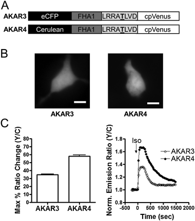 Development and Characterization of AKAR4 in HEK293 cells. (A) Domain structures of AKAR3 and AKAR4 biosensors. The underlined T is phosphorylated by PKA. (B) CFP images of AKAR3 and AKAR4 showing their distribution within the entire cell. Scale bar = 10 μm. (C) Summary (left) and representative curves (right) of AKAR3 (○) and AKAR4 (●) in response to 1 μM Iso.