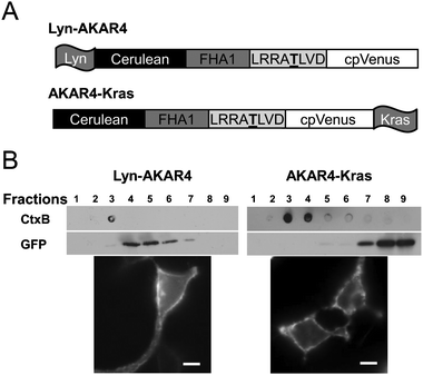 Design and Localization of PM Targeted AKARs in HEK293 cells. (A) Schematic of Lyn-AKAR4 and AKAR4-Kras biosensors. (B) The microdomain localization of Lyn-AKAR4 and AKAR4-Kras was confirmed with sucrose density gradient fractionation. Total cell lysates from HEK293 cells overexpressing Lyn-AKAR4 or AKAR4-Kras were subjected to sucrose density gradient fractionation followed by western analysis using an anti-GFP antibody. Cholera toxin B subunit was used as a membrane raft marker. CFP images show their distribution at the plasma membrane. Scale bar = 10 μm.