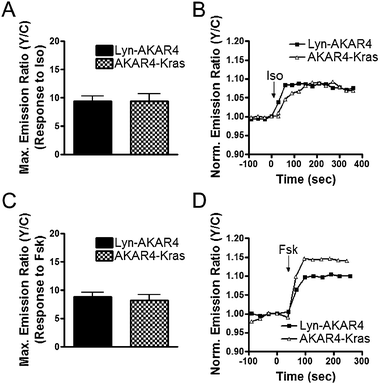 Characterization of Plasma Membrane Targeted AKARs. Summary of Lyn-AKAR4 and AKAR4-Kras responses to Iso (A) and Fsk (C). Representative curves of Lyn-AKAR4 (■) and AKAR4-Kras (△) responses to Iso (B) and Fsk (D). All data in bar graphs are presented as average ± SEM.