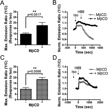 β2-Adrenergic receptor stimulated PKA activity is enhanced at the plasma membrane upon raft disruption. Response summary (A) and representative curves (B) of Lyn-AKAR4 in the presence (■) or absence (□) of 4 mM MβCD. Response summary (C) and representative curves (D) of AKAR4-Kras in the presence (▲) or absence (△) of 4 mM MβCD. All data in bar graphs are presented as average ± SEM.