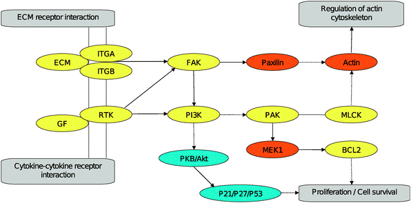 Reconstruction of pathway segments (utilizing the KEGG pathways ‘focal adhesion’ and ‘pathways in cancer’) including features identified in the gene expression experiments comparing sensitive and resistant cell lines. Features being differentially regulated and actin associated are marked in yellow, actin associated features not differentially regulated are marked in orange, features being differentially regulated but not actin associated are marked in blue.