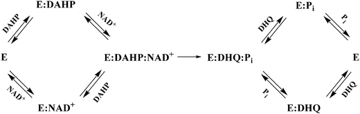 Proposed kinetic mechanism for MtDHQS.
