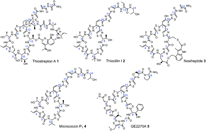 Examples of thiopeptide antibiotics. Numbers in blue are placed next to the α-carbon of the corresponding amino acid from the propeptide sequence.
