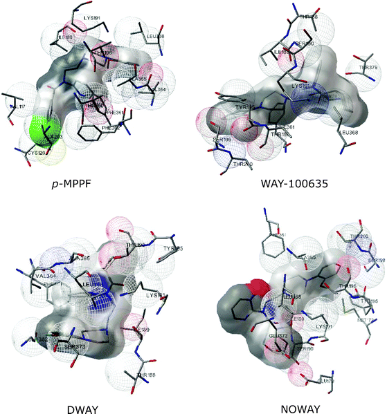 Representation of docked poses of antagonists to the human serotonin1Areceptor. Snapshots of interactions of the serotonin1Areceptor with various antagonists from AutoDock are shown. Antagonists include p-MPPF, WAY-100635, DWAY and NOWAY.