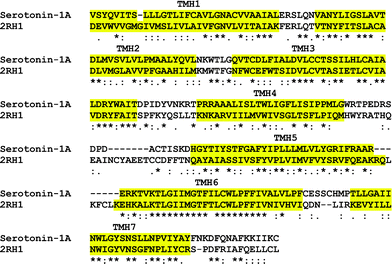 The final alignment used for modeling the human serotonin1Areceptor. Transmembrane helices are highlighted for easy identification. The alignment shows that amino acid residues in transmembrane helices are largely conserved.