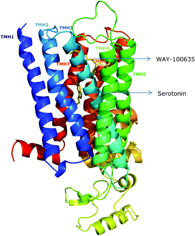 Model of the human serotonin1Areceptor showing docked sites and poses of serotonin (agonist) and WAY-100635 (antagonist). Interestingly, the antagonist binding site is found to be relatively shallow compared to the agonist binding site. Transmembrane helices I–VII are shown in different colors. See the Experimental section for other details.