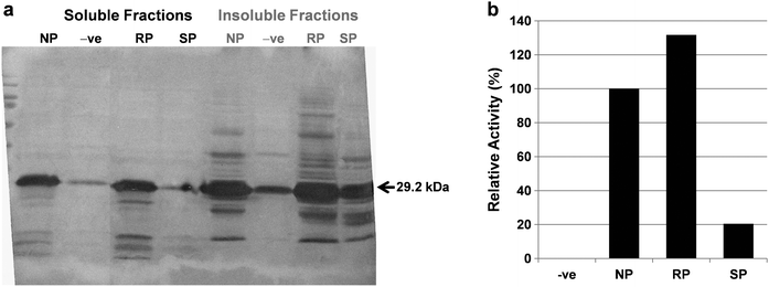 Expression and activity confirmation analysis of fluorinated hu-MscFvs. (a) Western blotting of soluble and insoluble fractions of BL21(DE3)pLysS (KC1325) for the NP-hu-MscFv, 4S-FP-hu-MscFv and 4R-FP-hu-MscFv. Lane NP, NP-hu-MscFv; lane −ve, negative control (hu-MscFv over expressed without proline or its analogue); lane RP, 4R-FP-hu-MscFv; lane SP, 4S-FP-hu-MscFv. (b) The relative activities from soluble fractions of BL21(DE3) pLysS(KC1325) for the NP-hu-MscFv, 4S-FP-hu-MscFv and 4R-FP-hu-MscFv were analyzed by ELISA. Lane −ve, negative control (hu-MscFv over expressed without proline or its analogue); lane NP, NP-hu-MscFv; lane RP, 4R-FP-hu-MscFv; lane SP, 4S-FP-hu-MscFv. The activity of NP-hu-MscFv was taken to be 100%.