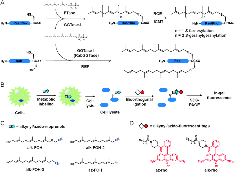 Bioorthogonal reporters of protein prenylation. (A) CaaX protein S-farnesylation and S-geranylgeranylation (top). Rab protein dual S-geranylgeranylation (bottom). (B) Scheme for metabolic labeling with prenylation reporters. (C) Prenylation reporters. (D) Detection tags.