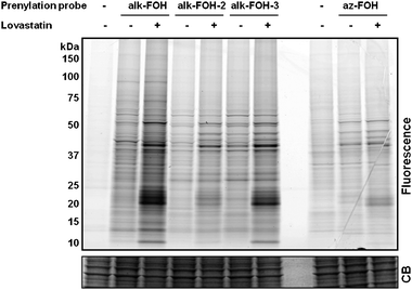 Comparative analysis of prenylation reporters. Jurkat cells were treated with either 20 μM lovastatin or with DMSO as a solvent control for 24 h before supplementing the media with prenylation reporters (50 μM, 4 h). Cell lysates labeled with alkynyl-isoprenols (alk-FOH, alk-FOH-2 and alk-FOH-3) or azido-isoprenol (az-FOH) were conjugated via CuAAC to azido-rhodamine (az-rho) or alkynyl-rhodamine (alk-rho), respectively. Lysates (20 μg) were separated by SDS-PAGE and scanned for fluorescence (top panel) or stained with Coomassie blue as a loading control (lower panel).