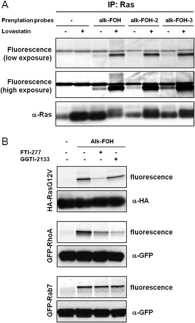 Fluorescent visualization of protein S-prenylation on known prenylated proteins. (A) Jurkat cells were treated with either 20 μM lovastatin or with DMSO as a solvent control for 24 h before supplementing the media with prenylation reporters (50 μM, 4 h). Immunopurified Ras labeled with alkynyl-isoprenols (alk-FOH, alk-FOH-2 and alk-FOH-3) was conjugated via CuAAC to azido-rhodamine (az-rho), followed by separation by SDS-PAGE and fluorescence detection (top panels) or immunoblotting as a loading control (lower panel). (B) HeLa cells transiently expressing HA-RasG12V, GFP-RhoA or GFP-Rab7 were treated with either 10 μM FTI-277, GGTI-2133, or with DMSO as a solvent control for 1 h before supplementing the media with prenylation reporter alk-FOH (50 μM, 4 h). Immunopurified proteins labeled with alk-FOH were conjugated via CuAAC to azido-rhodamine (az-rho), followed by separation by SDS-PAGE and fluorescence detection (top panels) or immunoblotting as a loading control (lower panel).